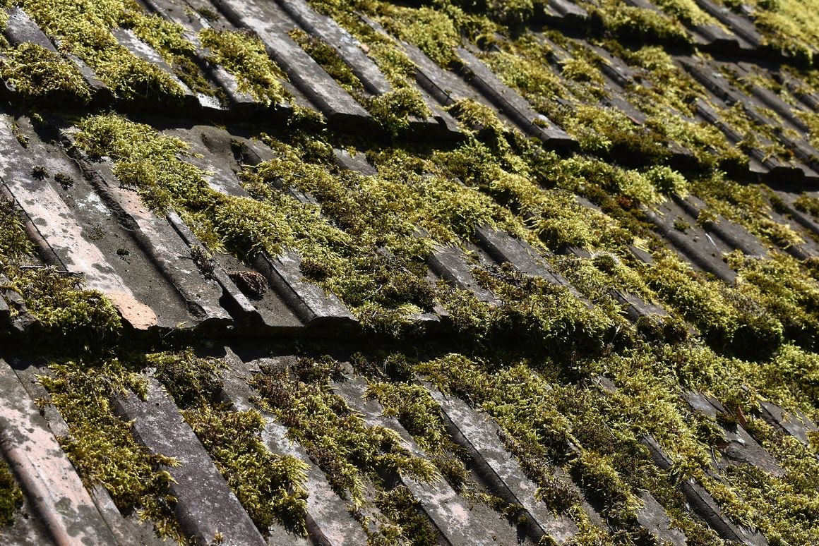 viel Moss auf dunklen Dachziegeln